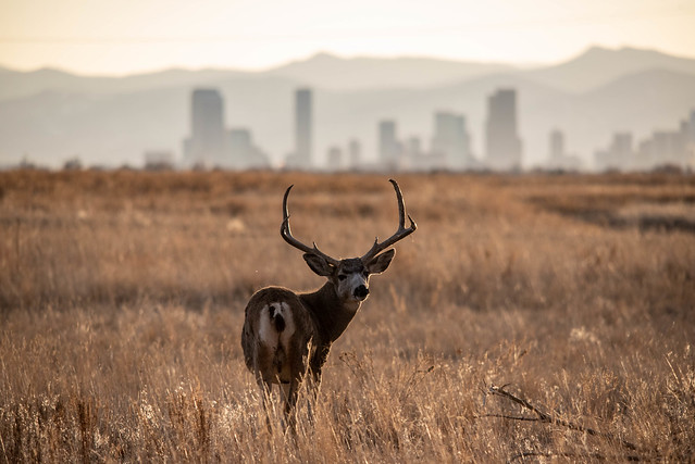 Deer, Rocky Mountain Arsenal National Wildlife Refuge