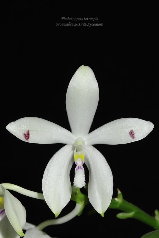 Phalaenopsis tetraspis, fiche descriptive et de culture d'Alexandre (Sycomore) 49080364153_9a44554536_c