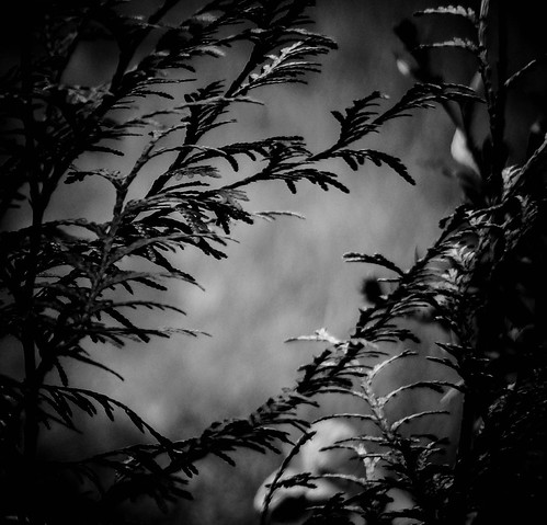 Fog | by Wolfgang Biller