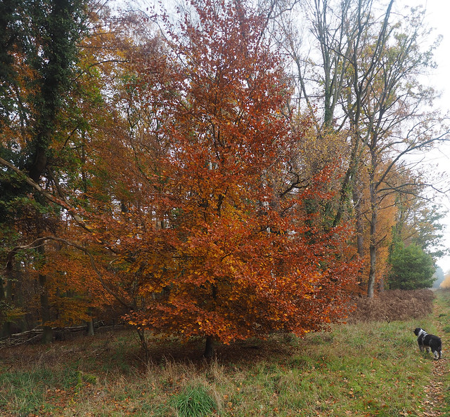 Autumn Beech and Larch and a forest interloper.