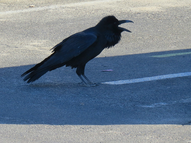 Death Valley Raven