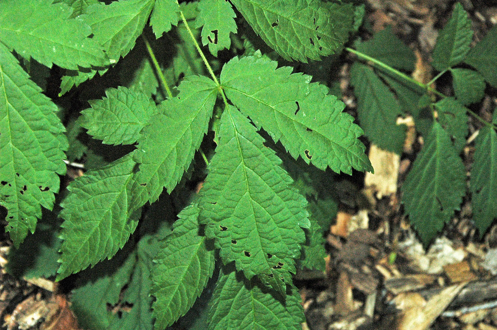 Astilbe chinensis davidii (tall false goat's beard) 4 - a photo on ...