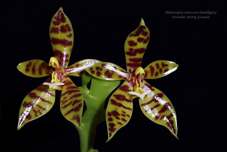 Phalaenopsis cornu-cervi (lamelligera) 49081287601_b0661ffc3e_c