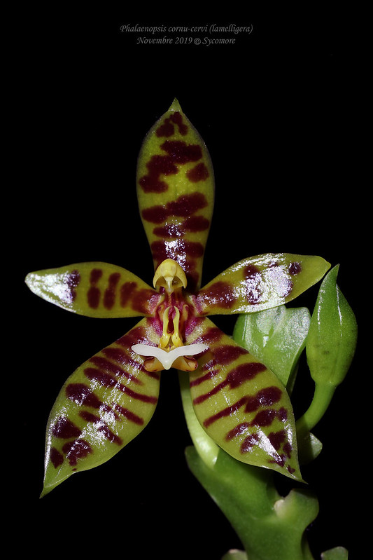 Phalaenopsis cornu-cervi (lamelligera) 49081657927_33cf2dfb83_c