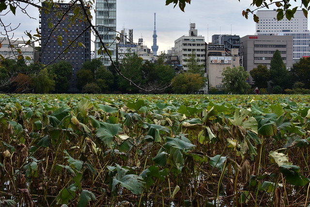 Ueno Park, lotus flowers (cityscape with Skytree)
