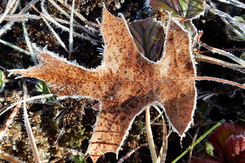 frost hoarfrost oak quercus
