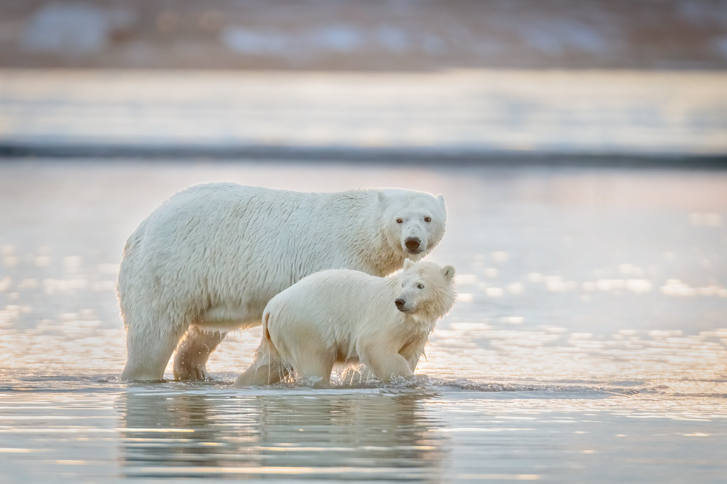 Polar Bears After a Swim