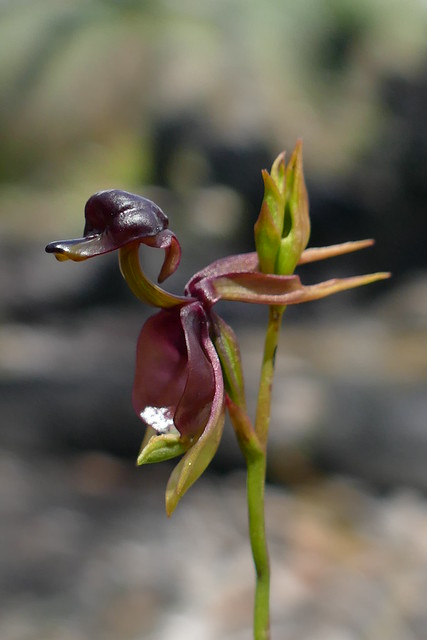 Caleana major -  Large Duck Orchid