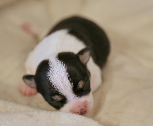 If you ever wondered what a 3-day-old Chihuahua puppy looks like...now you know