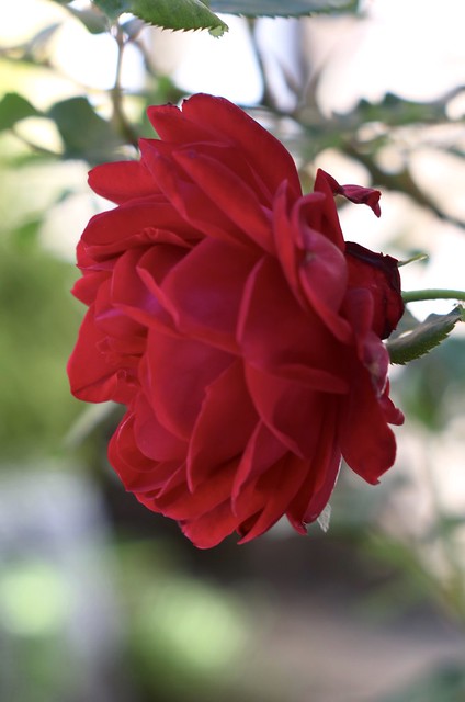 Red Rose     Super - Takumar  1:1.8 / 55