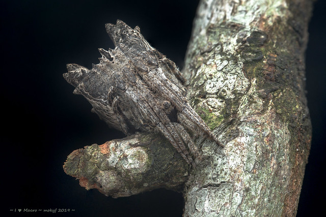 Abominable Tree-Stump Spider - Poltys illepidus C.L. Koch, 1843