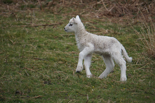 Happy lamb