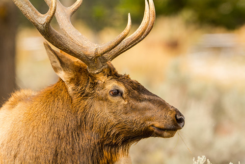 bullelk elk rut yellowstone yellowstonenationalpark nature wildlife ngc coth5 npc naturethroughthelens