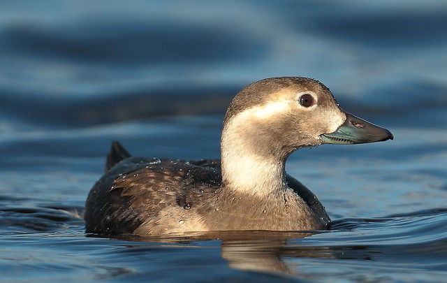 Long-tailed Duck   (Clangula hyemalis)
