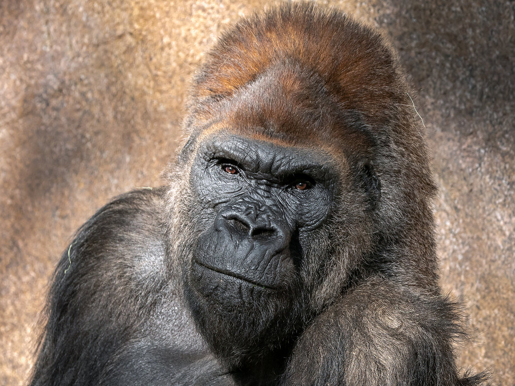 The Gorilla: Gentle Giant with Immense Strength is the most powerful animal in the world.