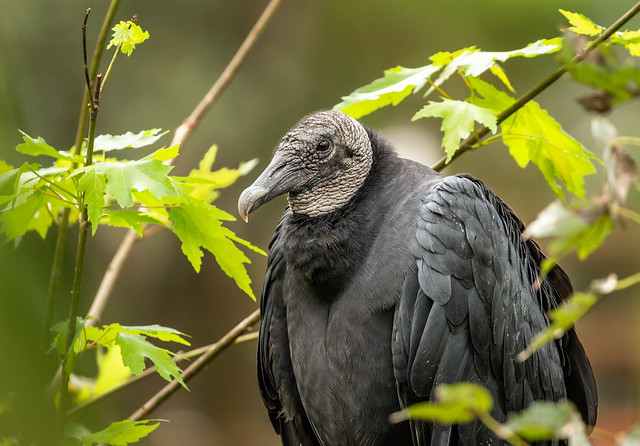 American Black Vulture Perched