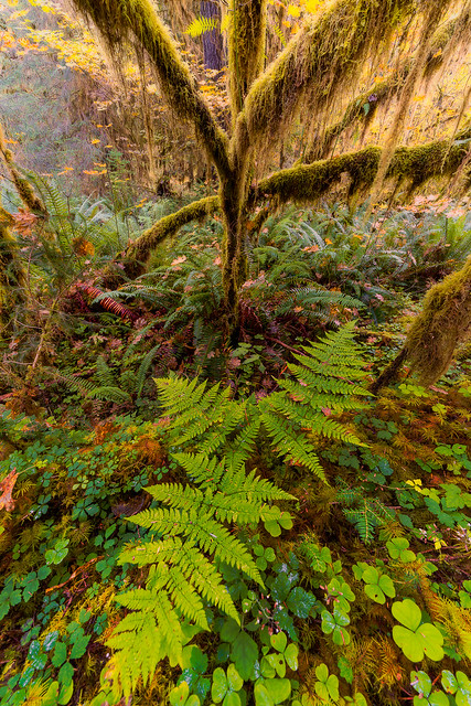 Ferns and Mosses