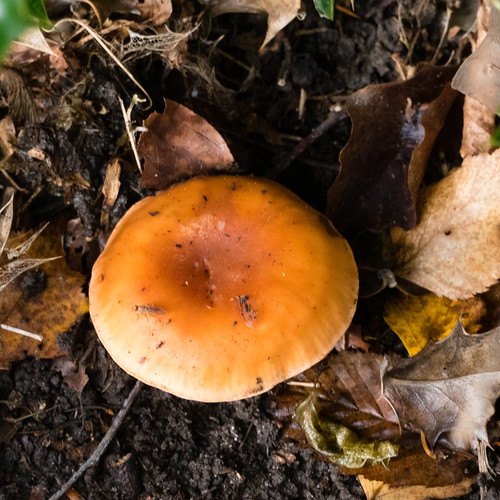 Tiny fungi with orange caps