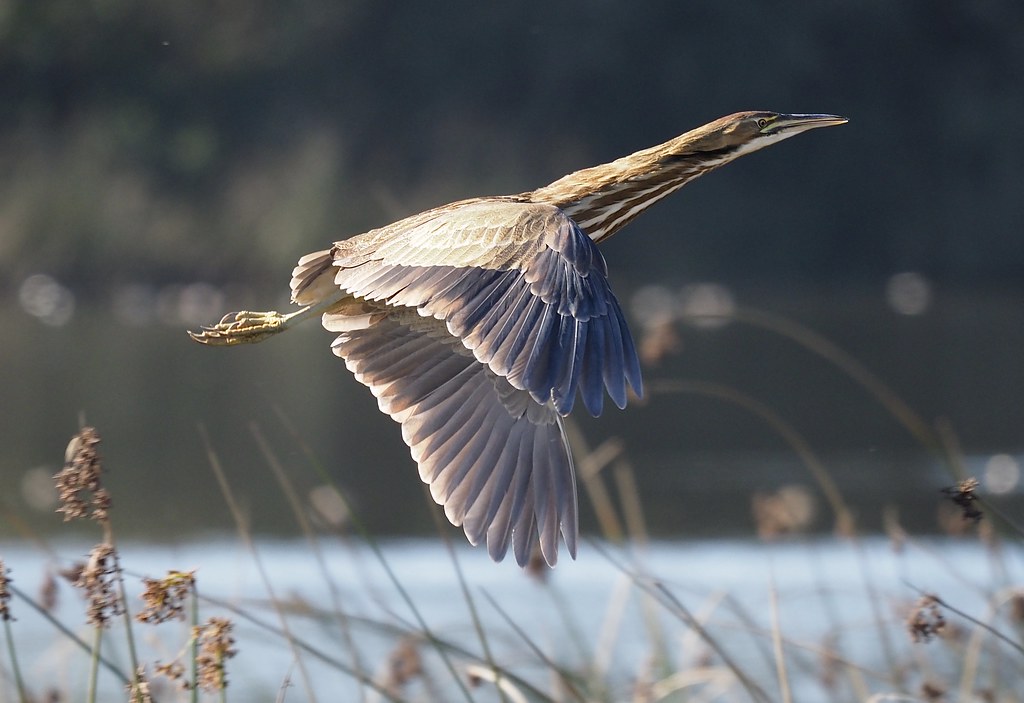 American Bittern flushed out of the reeds!
