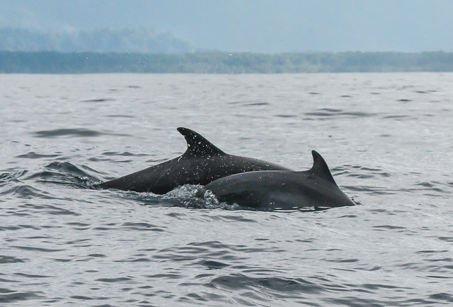 Dolphins following our boat on the way to Osa Peninsula