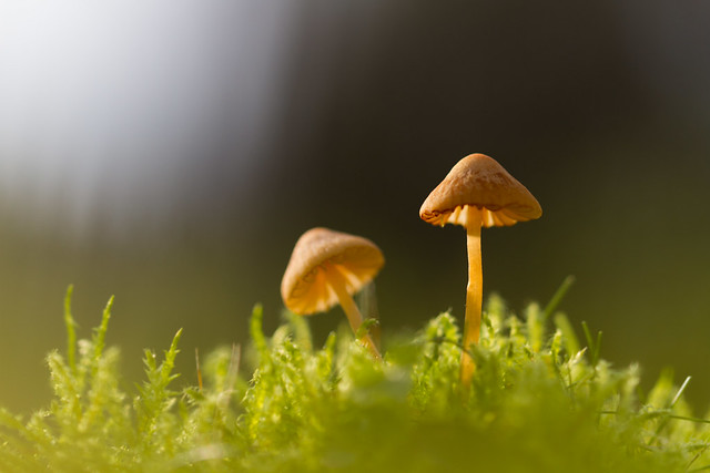 Champignons - Mushroom