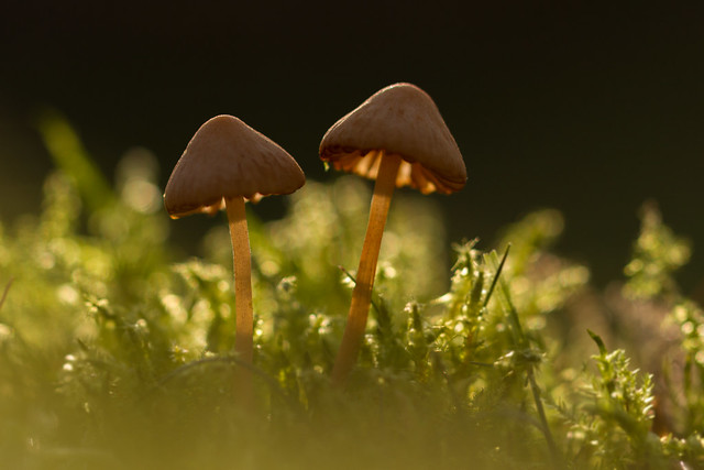 Champignons - Mushroom