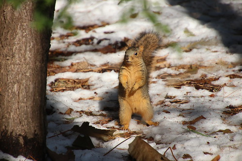 Juvenile and Adult Fox Squirrels on a Snowy Day in Ann Arbor at the University of Michigan - November 18th, 2019