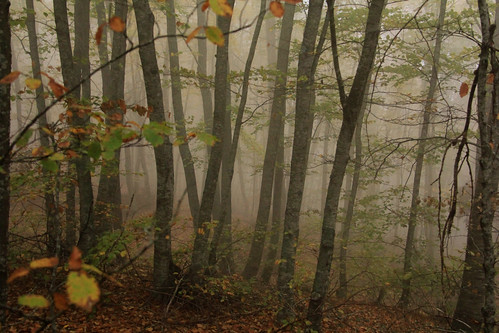 forest autumn stilllife fog foggy greece greek greekmountains greeklandscapes greekcountryside macedonia chalkidiki cholo