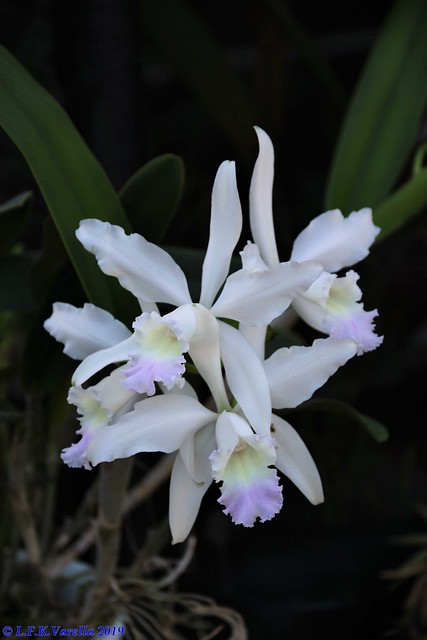 Cattleya purpurata (Laelia purpurata)