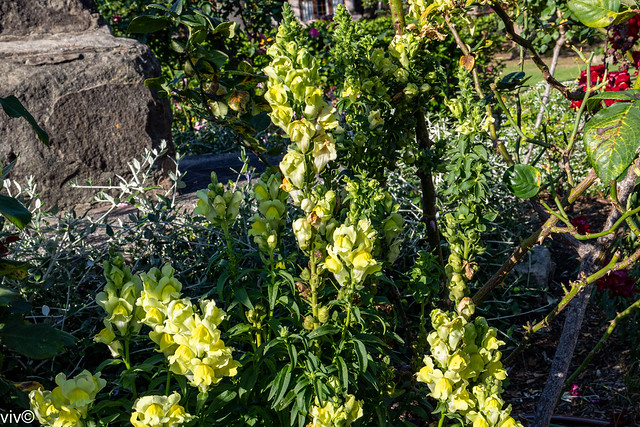 Spring yellow Antirrhinum sprays galore