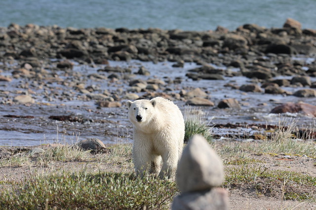 Polar Bear walking along an arctic shoreline