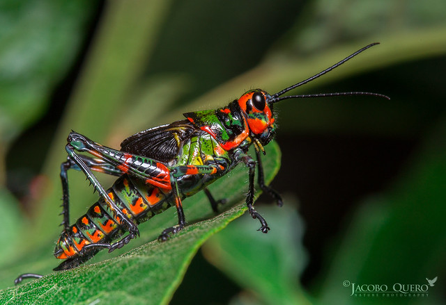 Saltamontes soldado/ Soldier grasshopper (Chromacris psittacus)