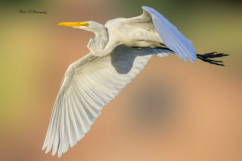 Great egret flight | by Mike_FL