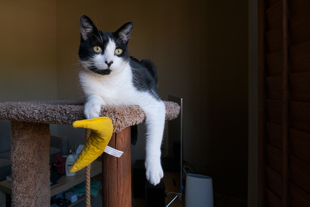 Our cat Boo plays with a banana cat toy atop the cat tree in my office in November 2019