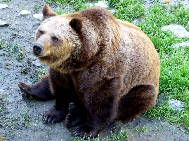 I Wanna Be Your Teddy Bear !♩♫