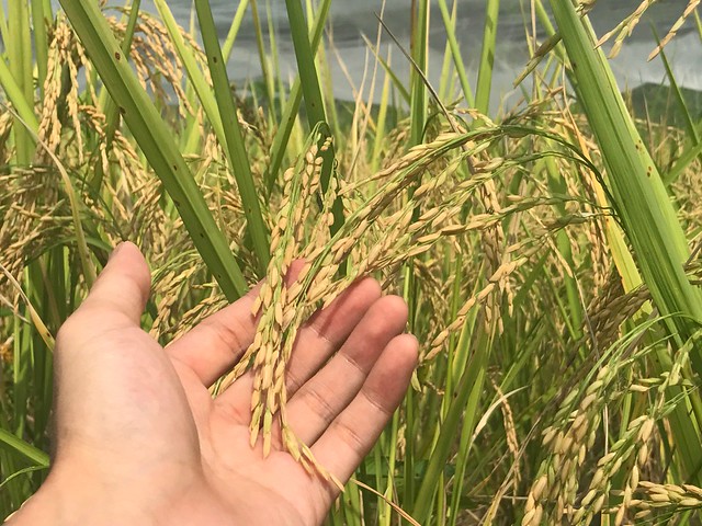 Rice_Field