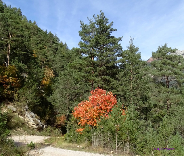 La Vall de Lord'19 -21- De Montcalb a Gósol -05- Camí de l'Espà al Molí d'en Güell -03- El Otoño (17-10-2019)