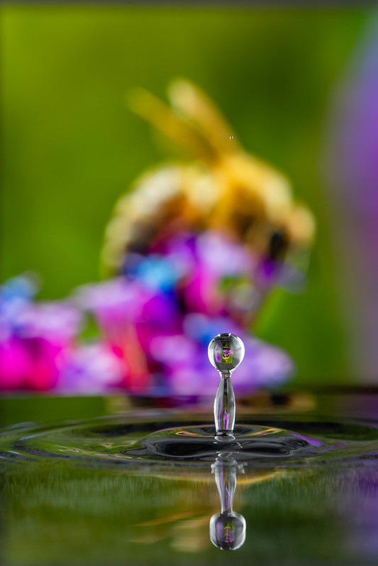 Bee Through a Drop