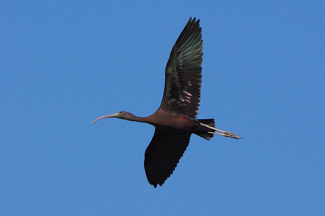 K32P1583c  Glossy Ibis, Lagoa dos Salgados (P), October 2019