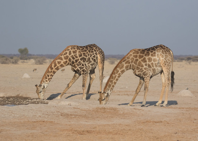 Giraffes - Giraffa camelopardalis