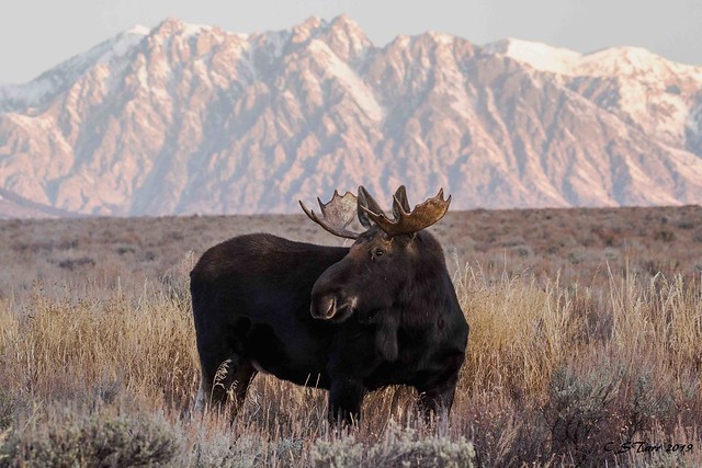 IMG_1543 bull moose