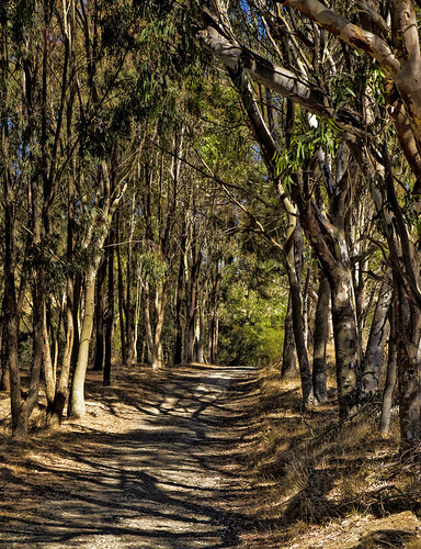 canon6d landscape nature outdoors outside trail trees path newzealand