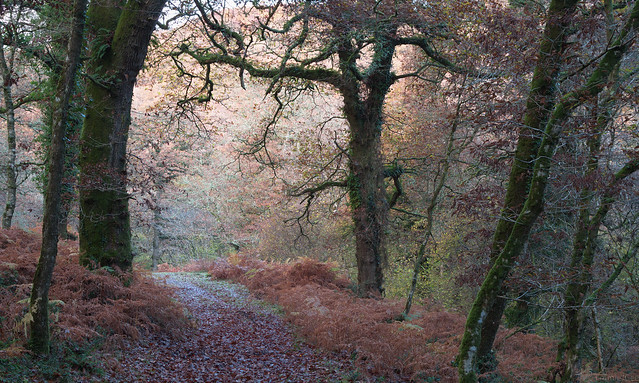 November Forest, Exmoor