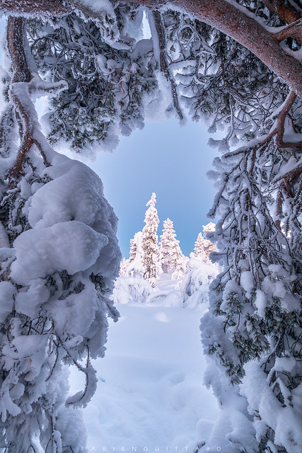Under the tree, Lapland, Finland