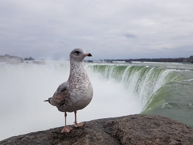 Niagara seagull