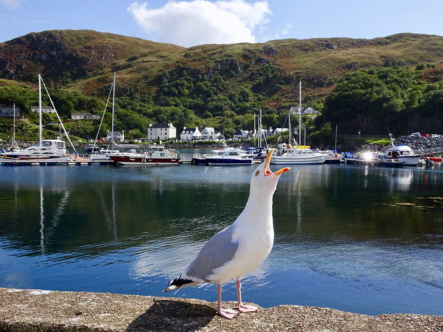 Seagull in Mallaig harbour. Scotland.