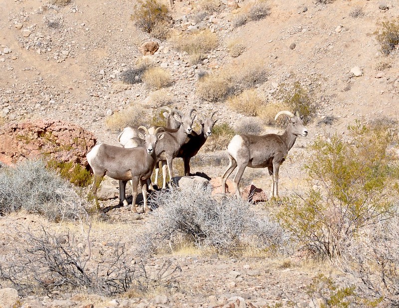 Bighorn & Coyote ~ Lake Mead National Recreation Area