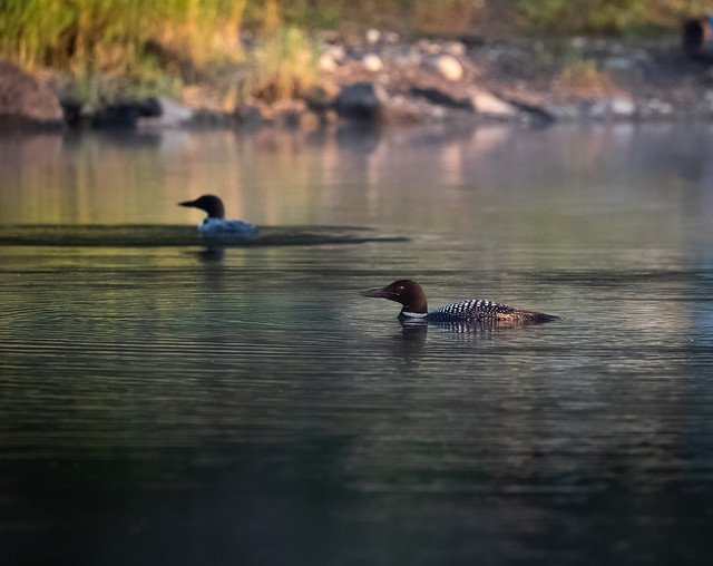 Common loons on a cool Northern Minnesota morning