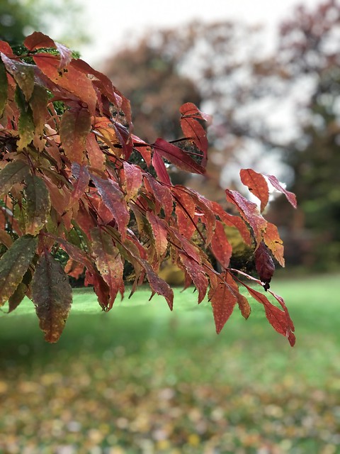 Rusty foliage