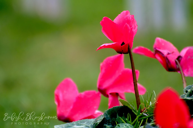 Flower Photography | Cyclamen